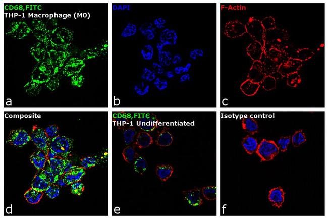 CD68 Antibody