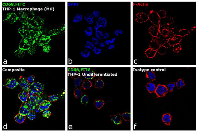 CD68 Antibody in Immunocytochemistry (ICC/IF)