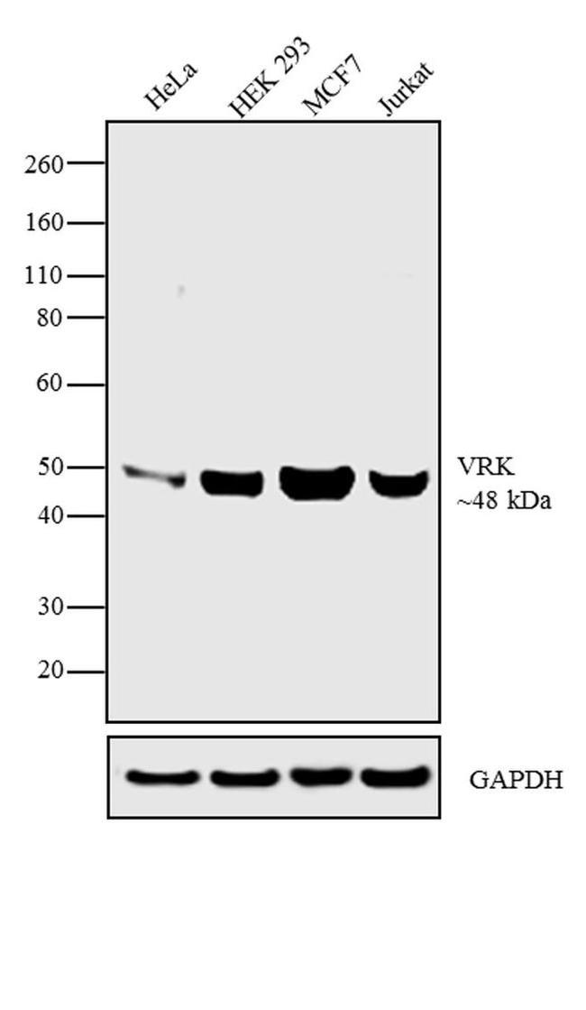 VRK1 Antibody in Western Blot (WB)