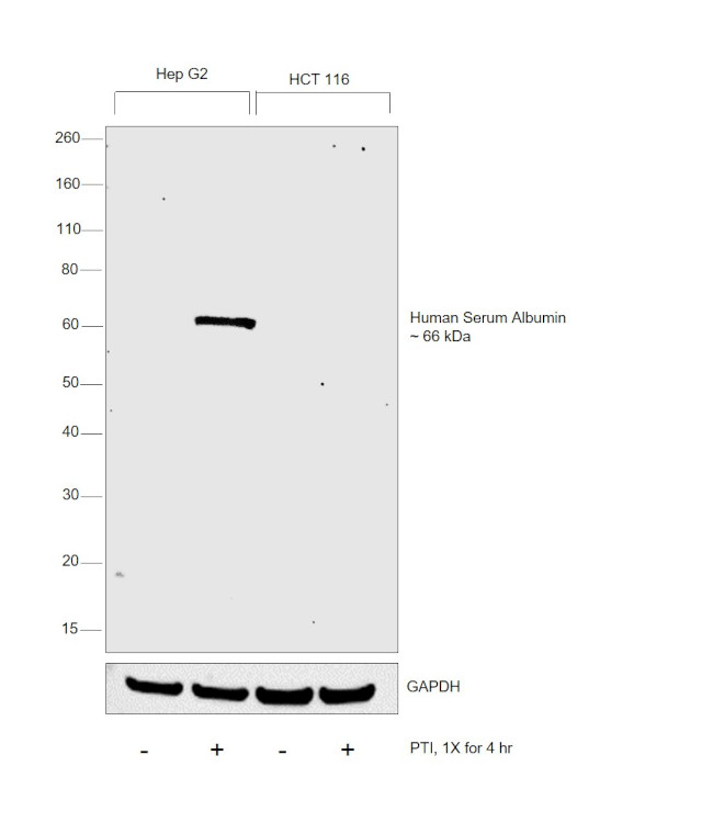 Human Serum Albumin Antibody