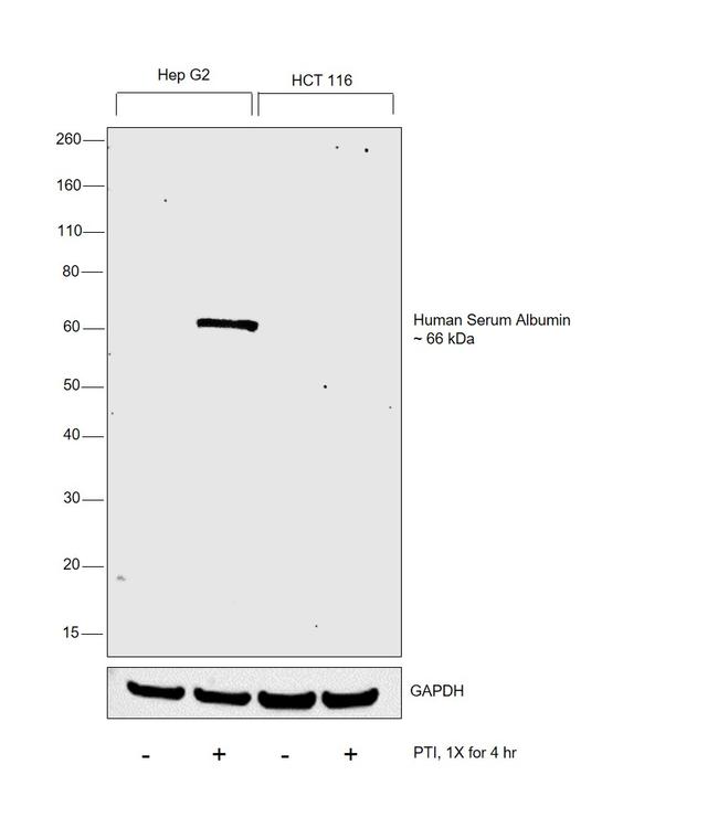 Human Serum Albumin Antibody in Western Blot (WB)