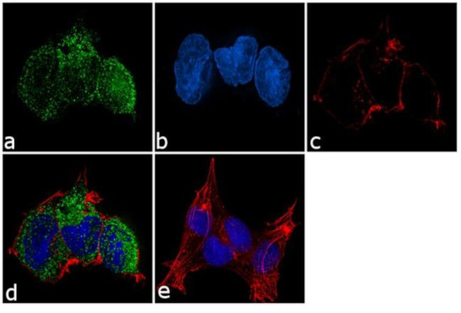 PLA2G5 Antibody in Immunocytochemistry (ICC/IF)