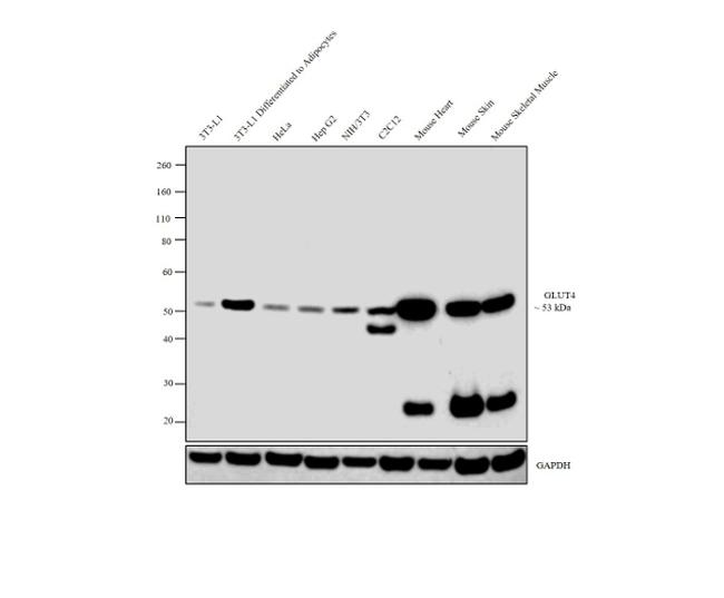 GLUT4 Antibody in Western Blot (WB)