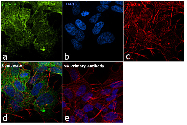 PGP9.5 Antibody in Immunocytochemistry (ICC/IF)