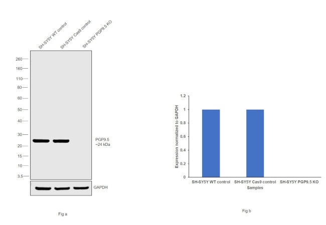 PGP9.5 Antibody