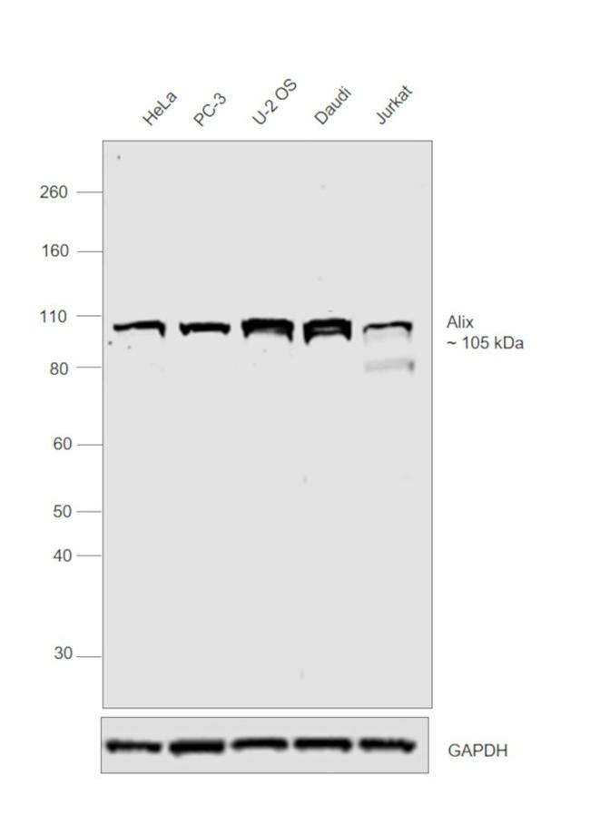 Alix Antibody in Western Blot (WB)