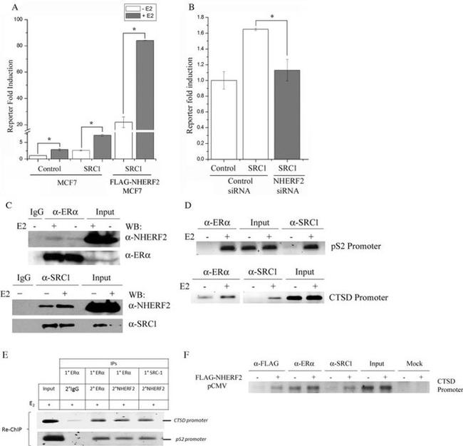 SRC1 Antibody in Western Blot, Immunoprecipitation (WB, IP)