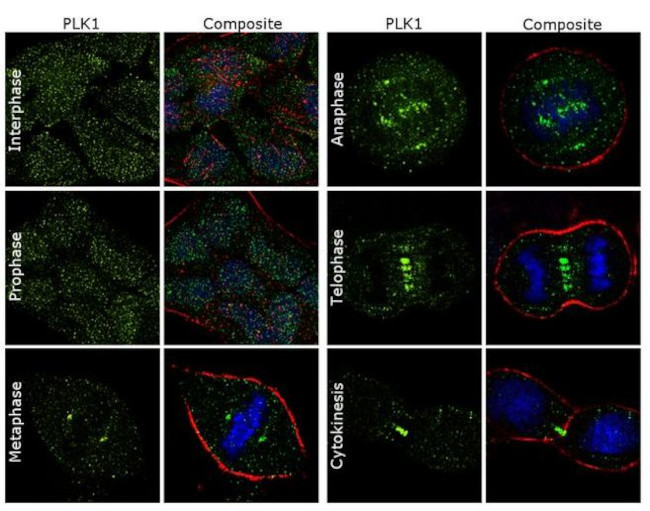 PLK1 Antibody