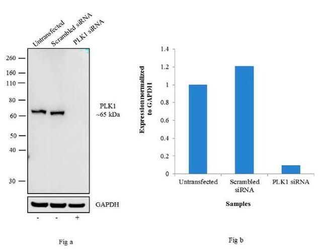 PLK1 Antibody in Western Blot (WB)