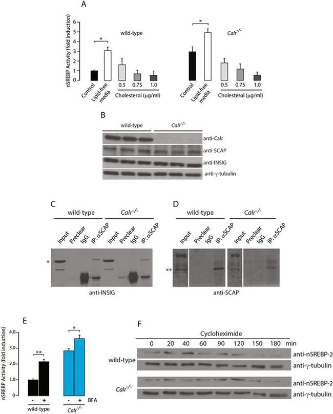 gamma Tubulin Antibody in Western Blot (WB)