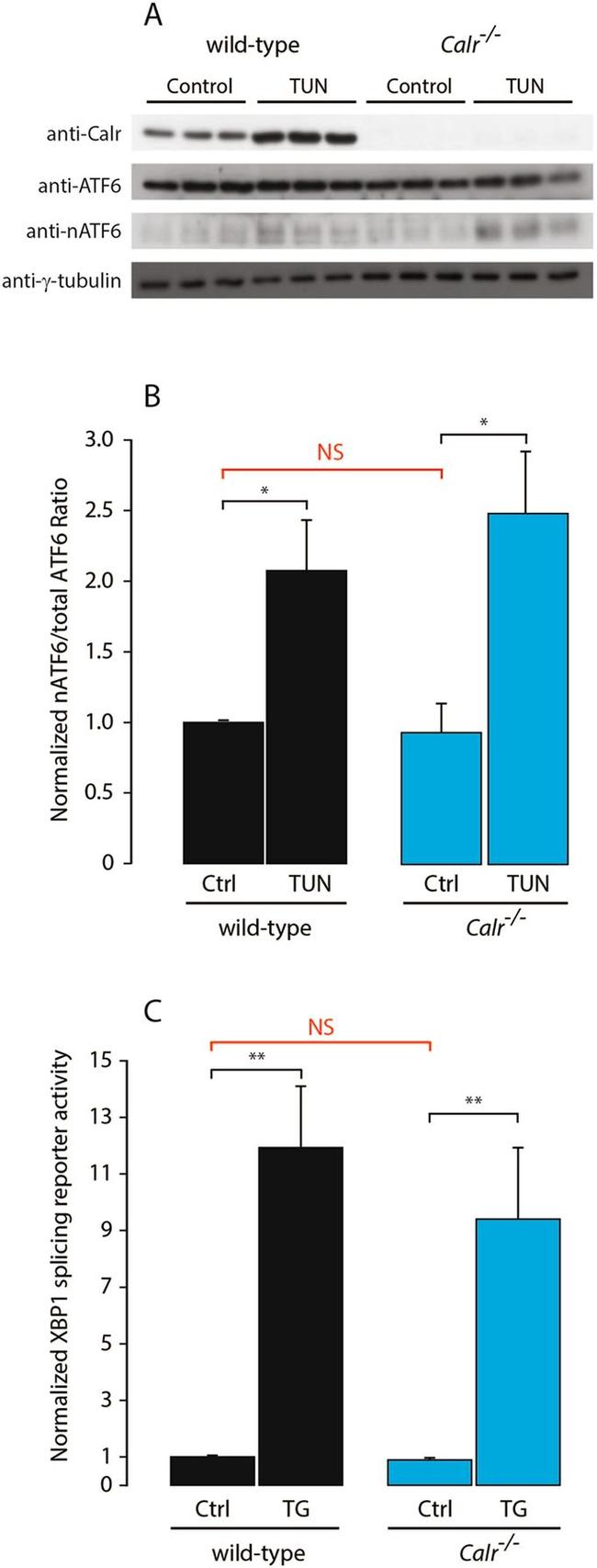 gamma Tubulin Antibody in Western Blot (WB)