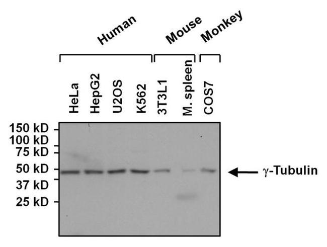 gamma Tubulin Antibody in Western Blot (WB)