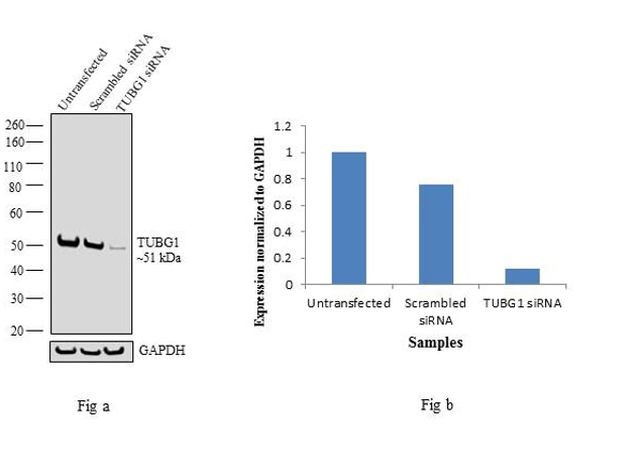 gamma Tubulin Antibody