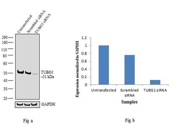 gamma Tubulin Antibody in Western Blot (WB)