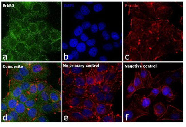 ErbB3 Antibody in Immunocytochemistry (ICC/IF)