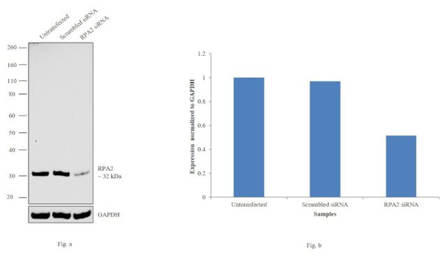 RPA2 Antibody