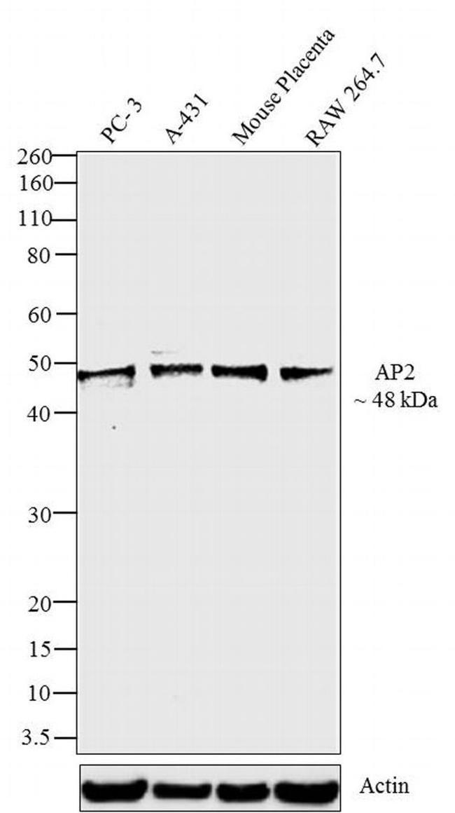 AP2 alpha Antibody in Western Blot (WB)