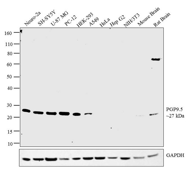 PGP9.5 Antibody