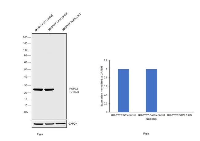 PGP9.5 Antibody in Western Blot (WB)