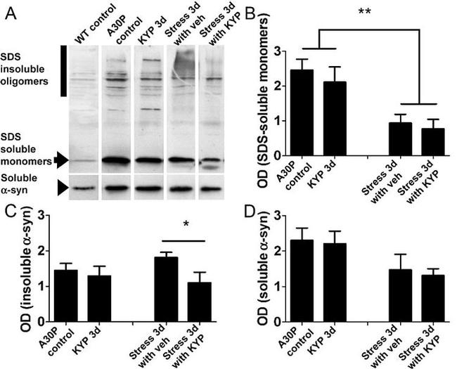 alpha Synuclein Antibody in Western Blot (WB)