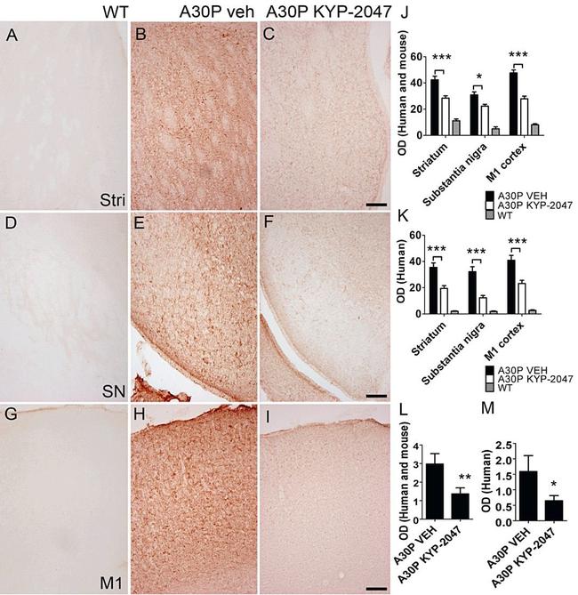 alpha Synuclein Antibody in Western Blot, Immunohistochemistry (WB, IHC)