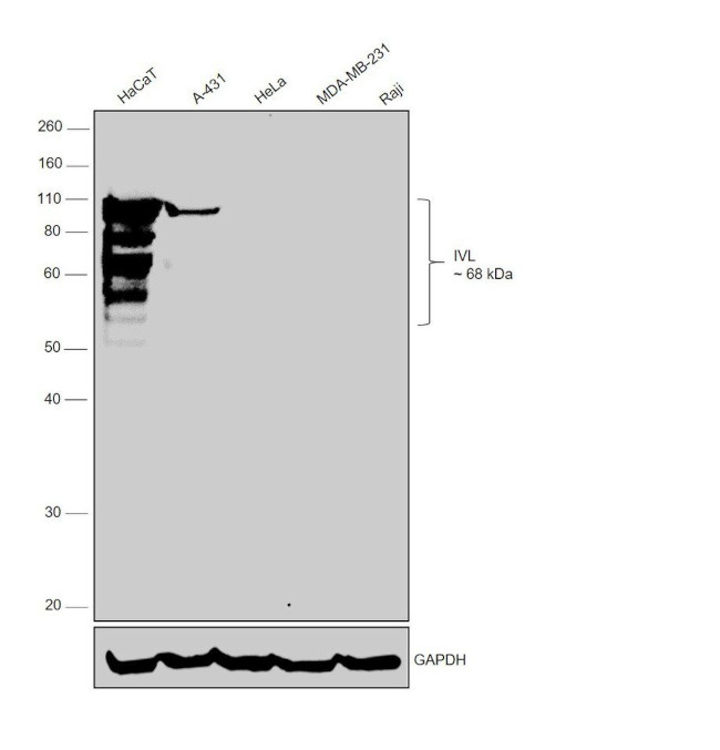 Involucrin Antibody