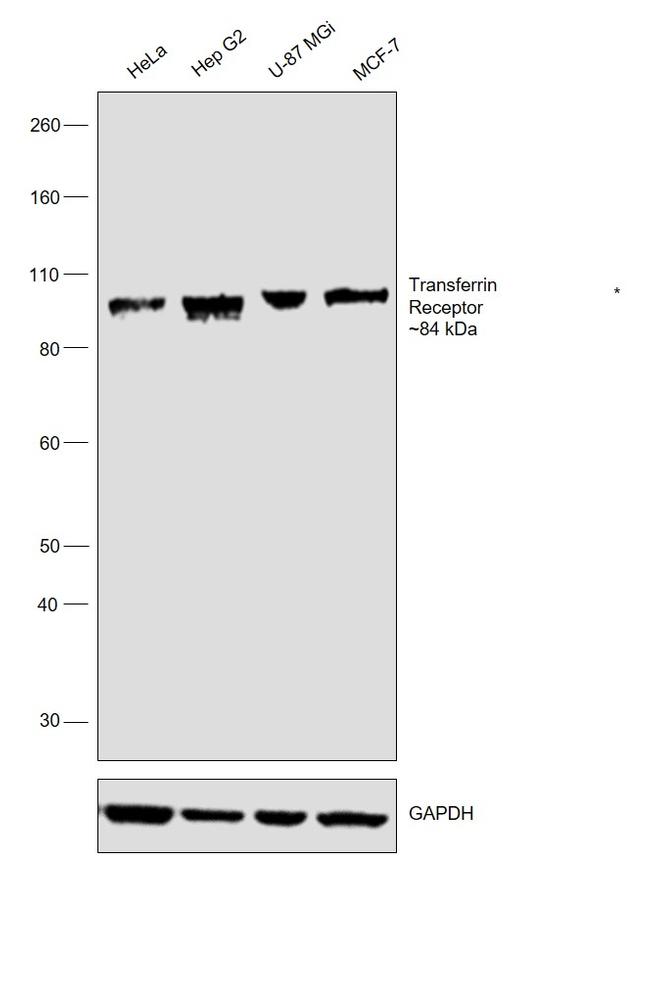 Transferrin Receptor Antibody in Western Blot (WB)