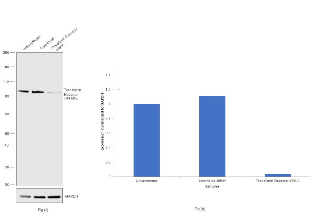 Transferrin Receptor Antibody