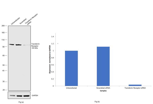 Transferrin Receptor Antibody in Western Blot (WB)