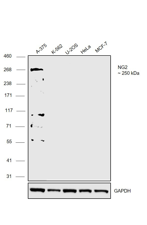 NG2 Antibody