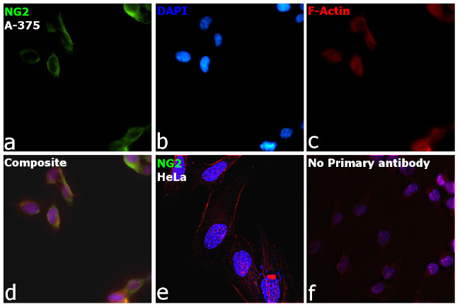 NG2 Antibody in Immunocytochemistry (ICC/IF)