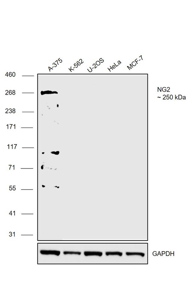 NG2 Antibody in Western Blot (WB)