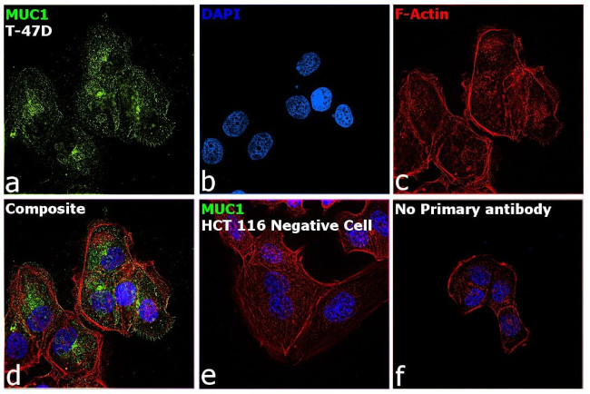 MUC1 Antibody in Immunocytochemistry (ICC/IF)