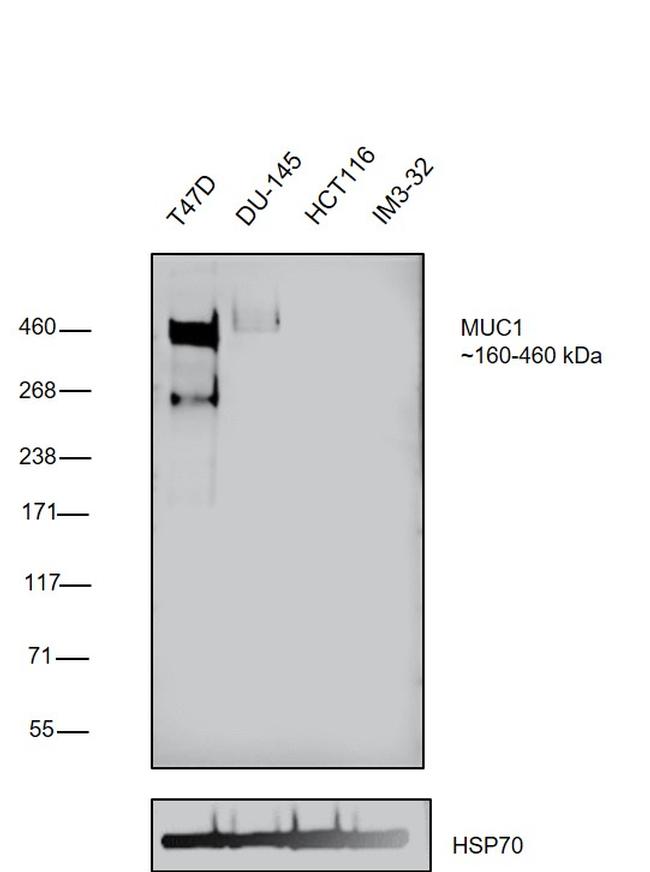 MUC1 Antibody in Western Blot (WB)