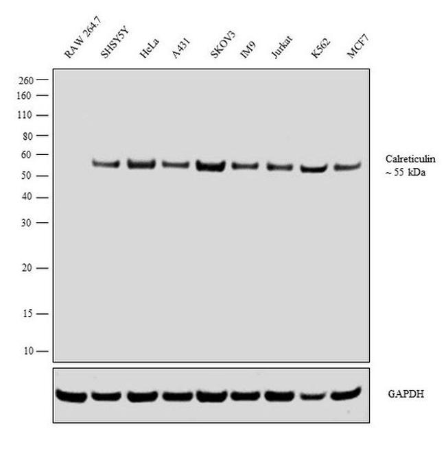 Calreticulin Antibody in Western Blot (WB)