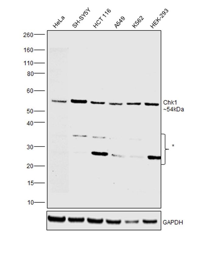 Chk1 Antibody in Western Blot (WB)