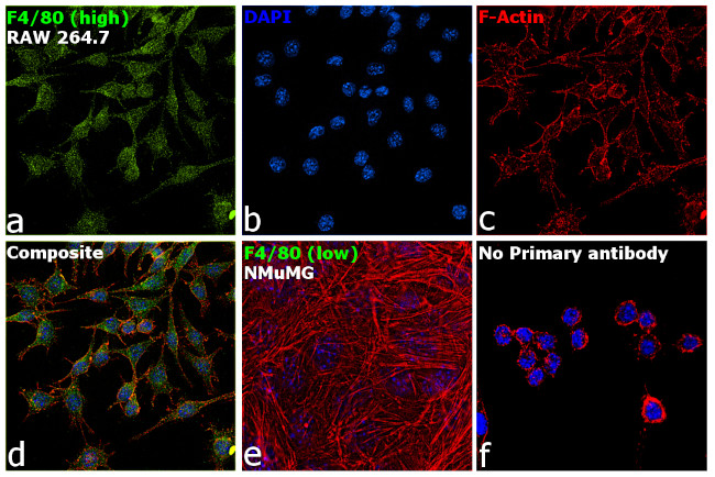 F4/80 Antibody in Immunocytochemistry (ICC/IF)