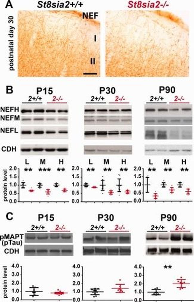 N-cadherin Antibody in Western Blot (WB)