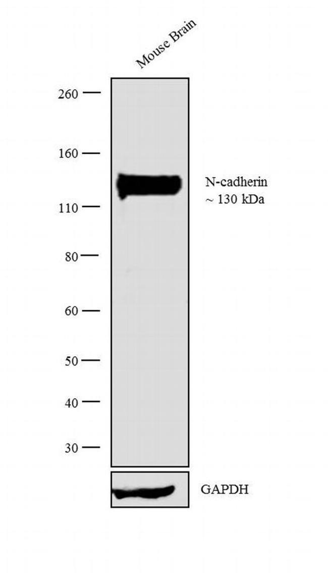 N-cadherin Antibody in Western Blot (WB)