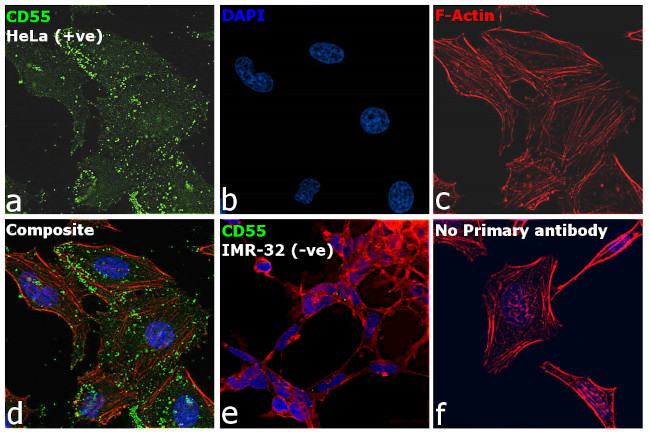 CD55 Antibody in Immunocytochemistry (ICC/IF)