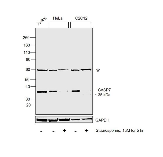 Caspase 7 Antibody in Western Blot (WB)