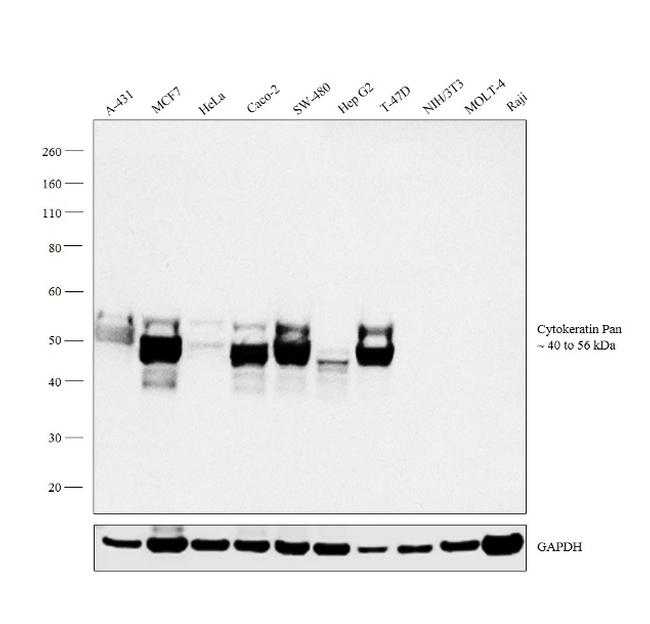 Cytokeratin Pan Antibody in Western Blot (WB)