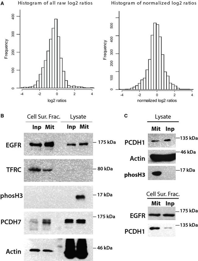 beta Actin Antibody in Western Blot (WB)