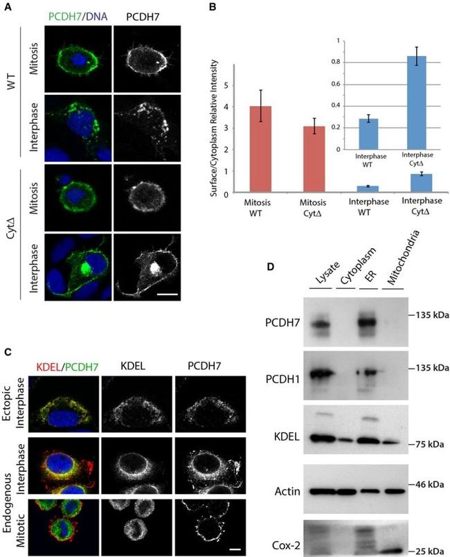 beta Actin Antibody in Western Blot (WB)