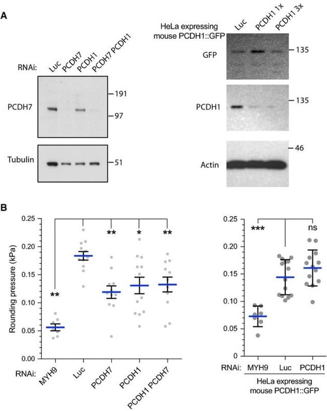 beta Actin Antibody in Western Blot (WB)