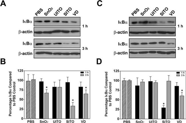 beta Actin Antibody in Western Blot (WB)