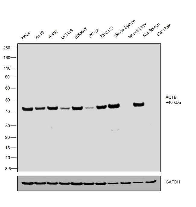 beta Actin Antibody in Western Blot (WB)