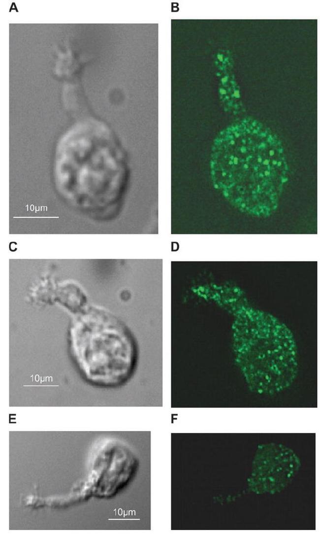 PMCA ATPase Antibody in Immunocytochemistry (ICC/IF)