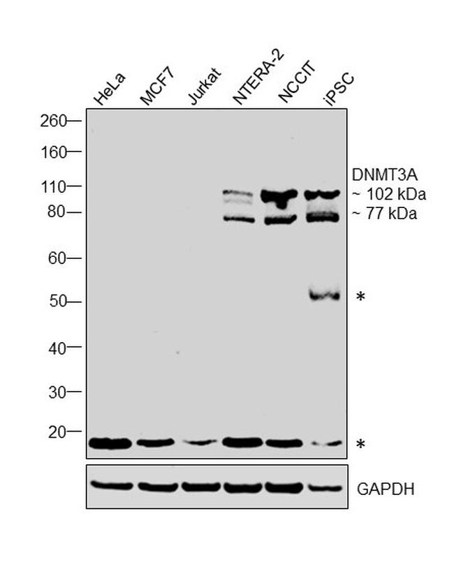 DNMT3A Antibody in Western Blot (WB)