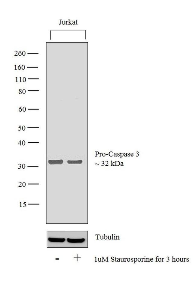 Active/Pro-Caspase 3 Antibody in Western Blot (WB)